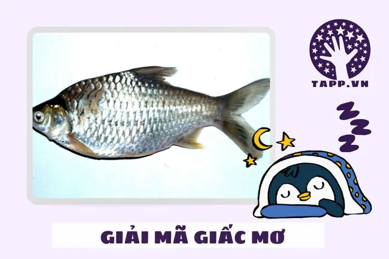 Điềm Báo Tài Lộc Và Vận May Qua Giấc Mơ Cá Trắng