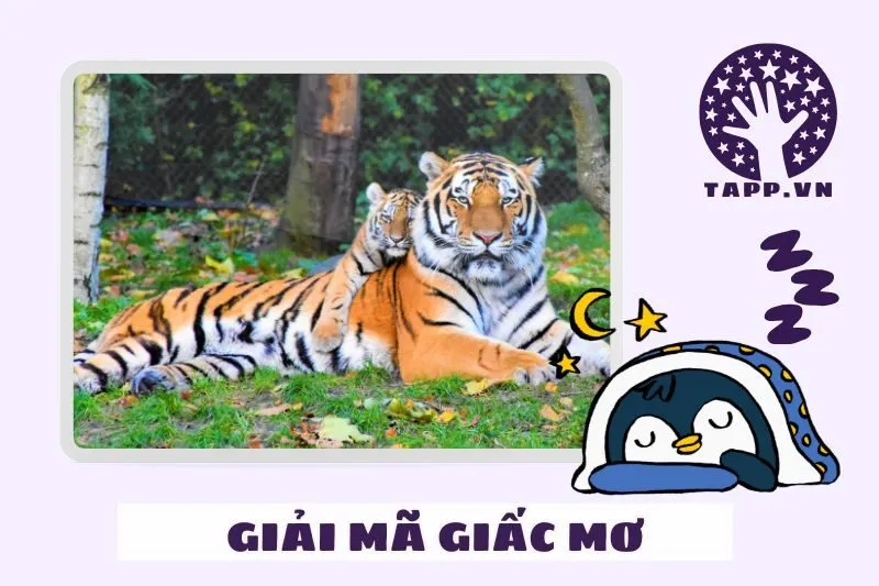 Giải Mã Các Loại Giấc Mơ Thấy Hổ