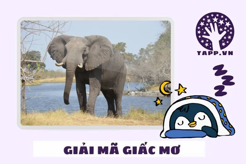 Giải Mã Các Loại Giấc Mơ Thấy Voi