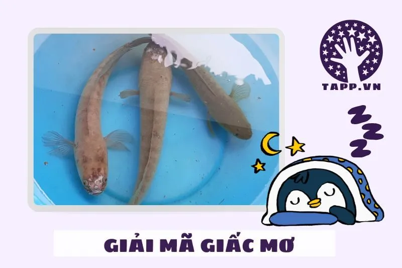 Giải mã các tình huống khi nằm mơ thấy cá lóc