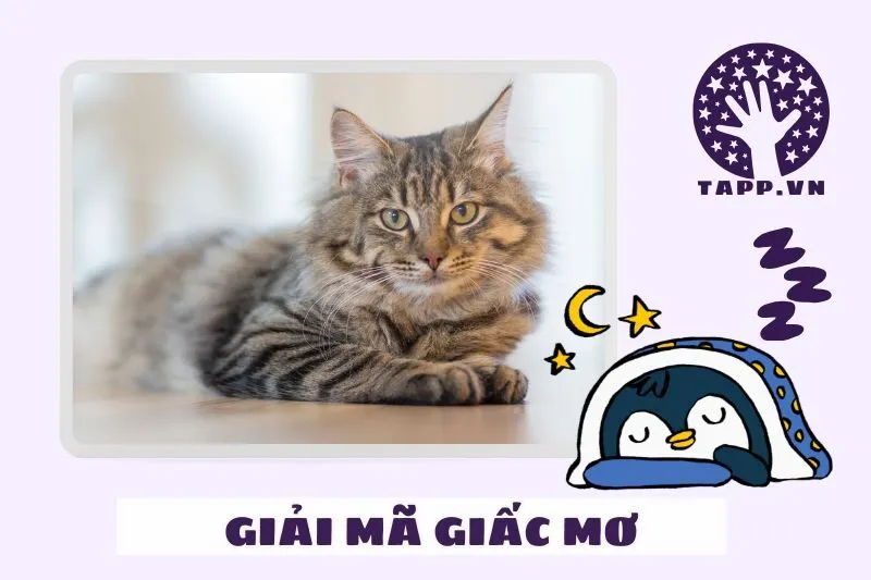 Giải mã chi tiết các tình huống mơ thấy mèo