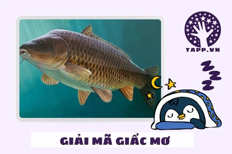 Giải mã chi tiết nằm mơ thấy cá chép