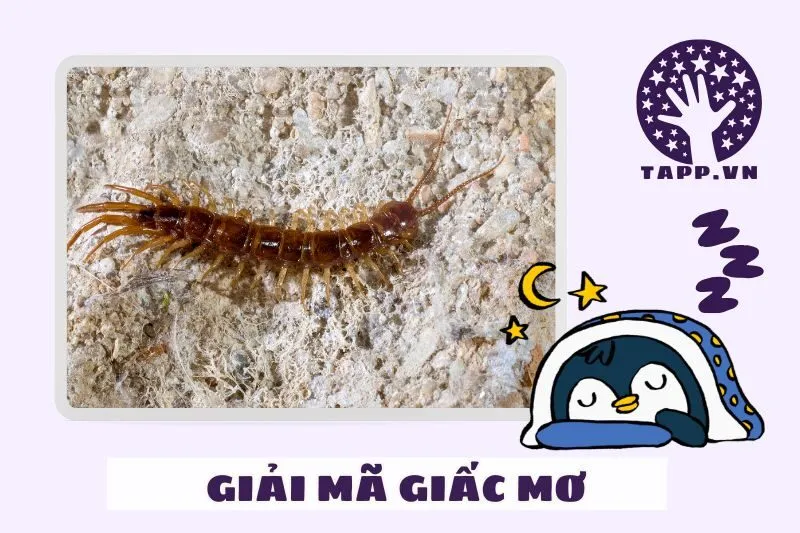 Giải Mã Giấc Mơ Thấy Rết Báo Hiệu Điềm Gì?