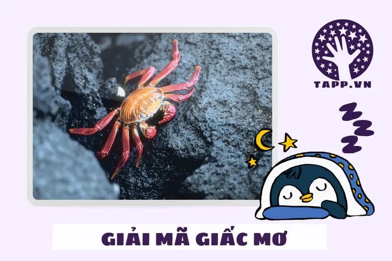 Nằm mơ thấy cua và mối quan hệ cá nhân