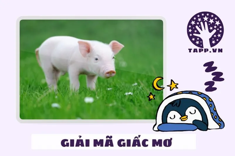 Những điềm báo cụ thể khi mơ thấy heo