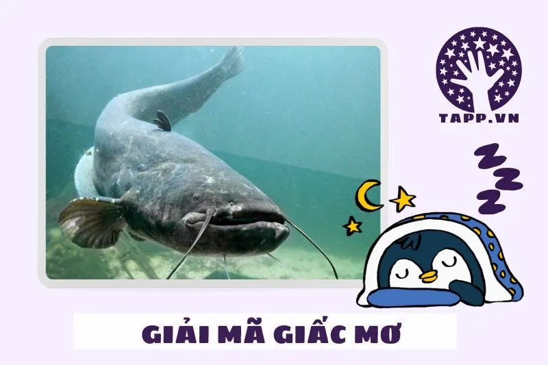 Ý nghĩa chi tiết từng loại giấc mơ thấy cá trê