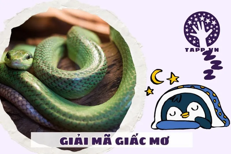 Ý nghĩa của việc nằm mơ thấy rắn